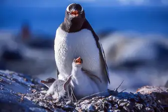 Experience the sea of penguins during hatching season, and even have the opportunity to see some of the baby penguins 